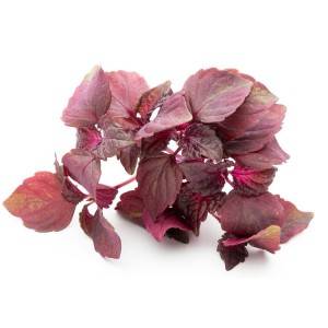 Lonicera Japonica Flower - Common perilla leaf – HEX