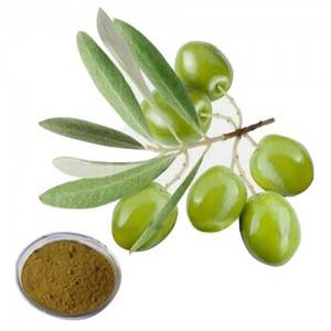 Extract Of Radix Paeoniae Alba - Olive Leaf extract – HEX