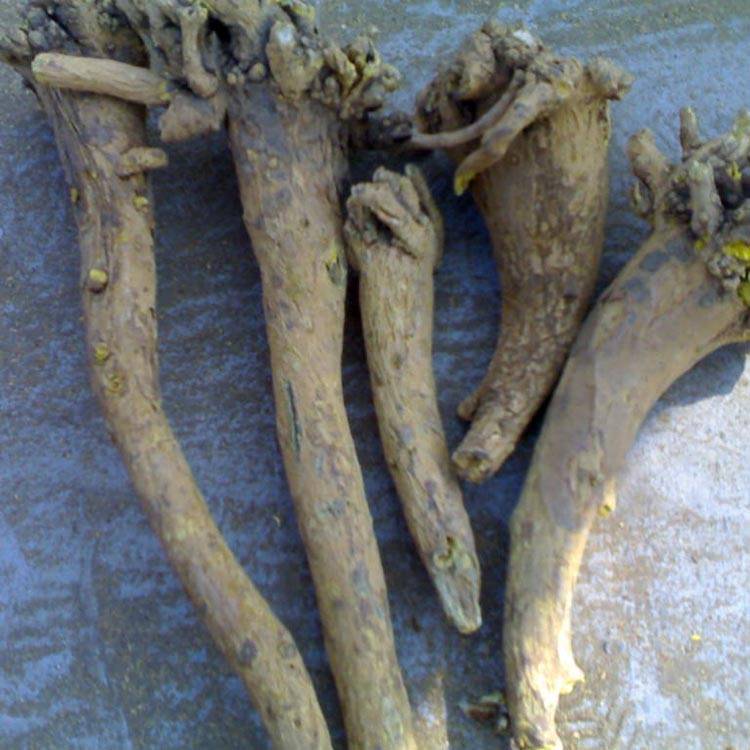 China Supplier Angelica Sinensis Root - Scutellaria – HEX