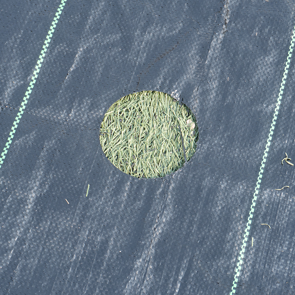 Vente Flash Tapis de mauvaises herbes tissé en PP PE, tissu de paysage pour serre agricole