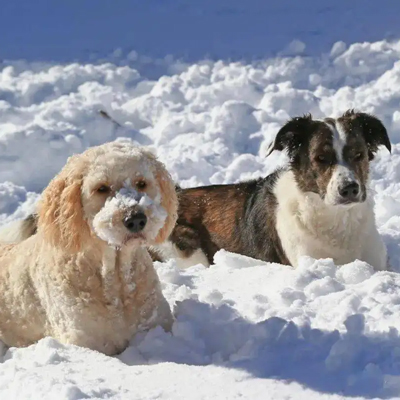 The most common diseases of dogs in winter