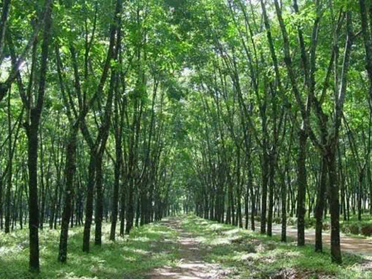 Thai rubber wood – an irreplaceable material for furniture manufacturing in China in the future