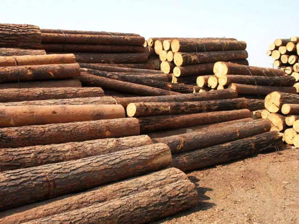 The sawn timber production in Russia from January to May 2023 is 11.5 million cubic meters