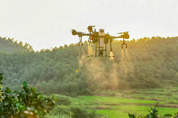 Drones Help Forestry