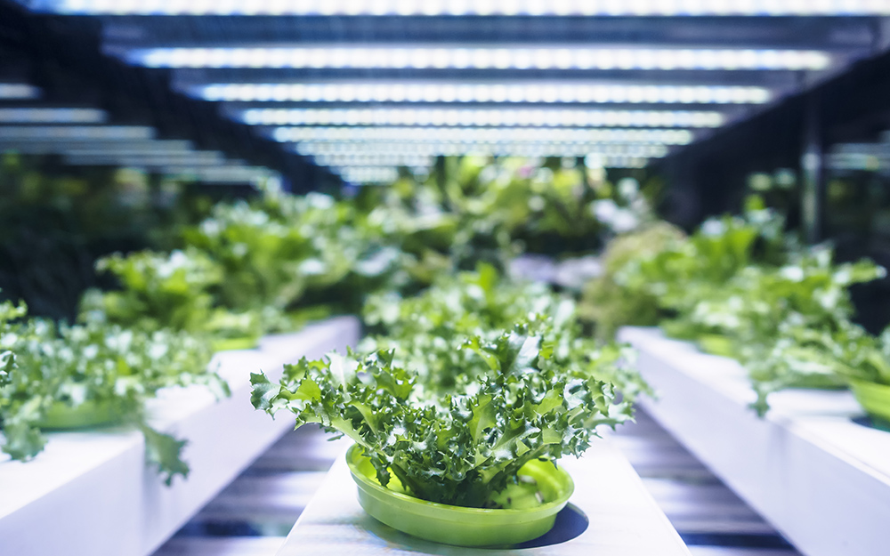 New Plant Lights Revolutionize Indoor Gardening