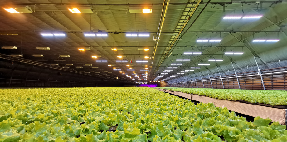 Indoor farming will have a better future
