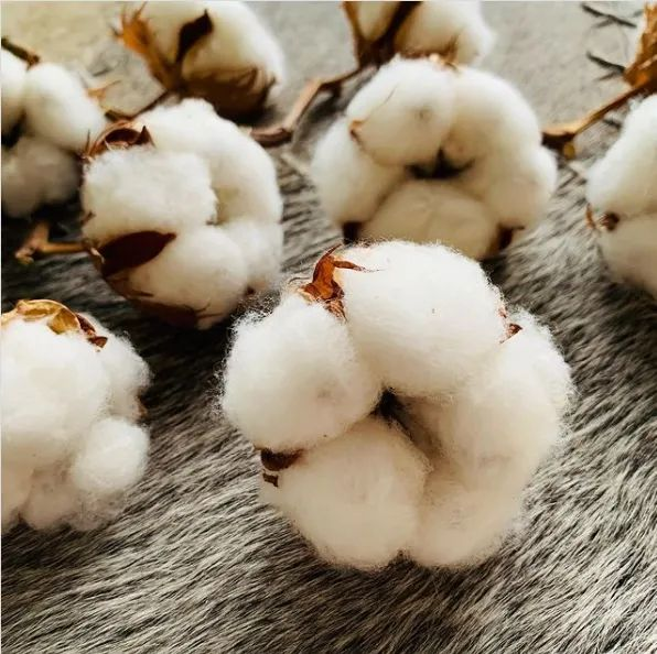 Key factors affecting cotton quality