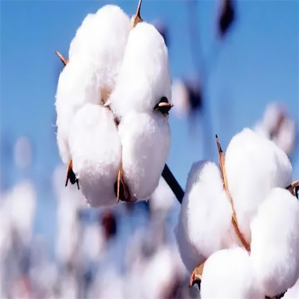 Paquistán: escasa oferta de algodón As pequenas e medianas fábricas enfróntanse ao peche