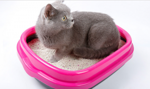Customize Bags Sodium Bentonite Cat Litter Clumping with High Quality
