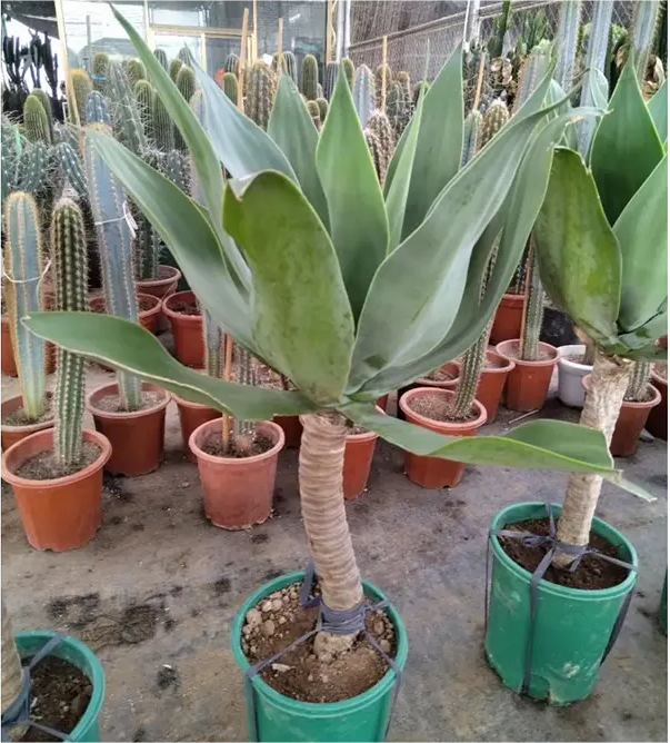 How to care for agave plant