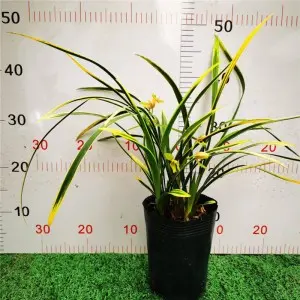How to plant orchids is easy to live?