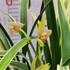 Five reasons why orchids are not fragrant