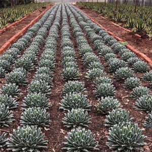 Professional China Wholesale Tropical Plant for Decoration Outdoor Agave Plants