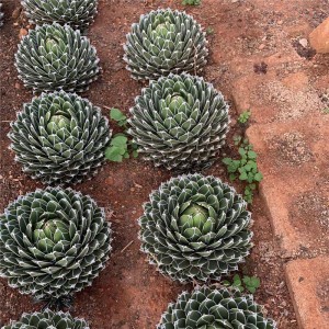 Online Exporter Wholesale Succulents All Kinds of Agave Plants