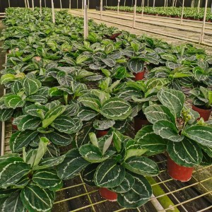 About Plant Temperature Management
