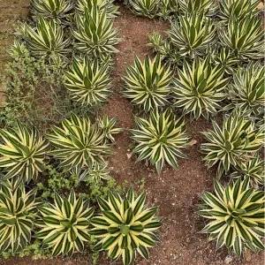 What is an Agave Plant