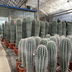 How to choose a good desert plant supplier