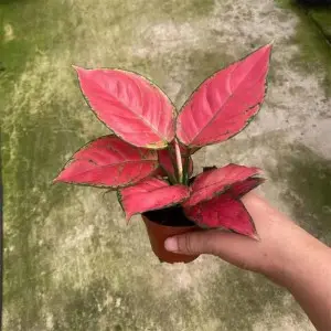What are the types of foliage plants?