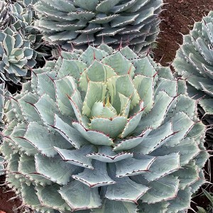 Effects of agave on the home environment