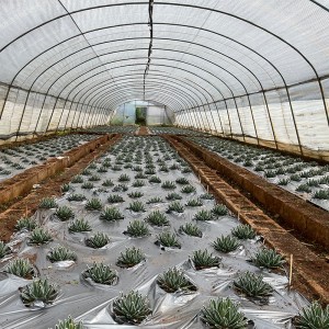 Professional China Wholesale Tropical Plant for Decoration Outdoor Agave Plants