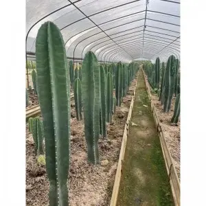 What is the main value of cacti
