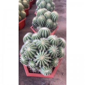 Yello cactus parodia schumanniana for sale