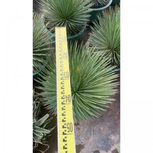 Agave and Related Plants For Sale