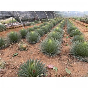 Agave and Related Plants For Sale