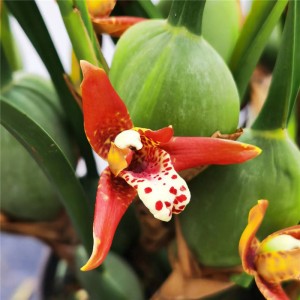 Smell Orchid-Maxillaria Tenuifolia