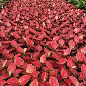Ornamental Plant Aglaonema China Red