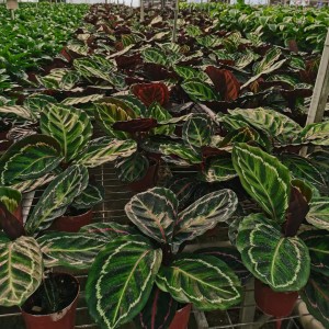 Wholesale Export Natural Live Plants Goeppertia veitchiana