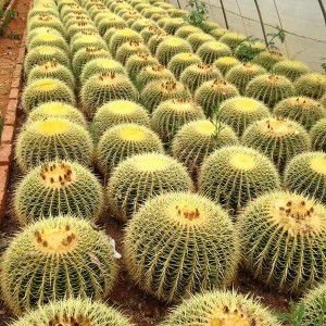 Professional Factory for Cactus Echinocactus Grusonii Hildm Different Size