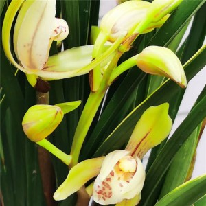 Excellent quality Orchid Flowers Near Me - Chinese Cymbidium -Golden Needle – HuaLong
