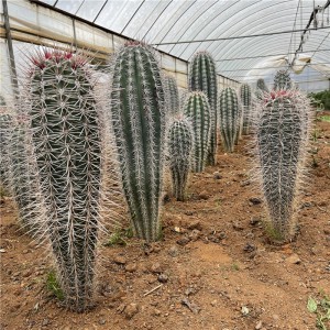 Discountable price China 46cm High Big Size  Real Cactus