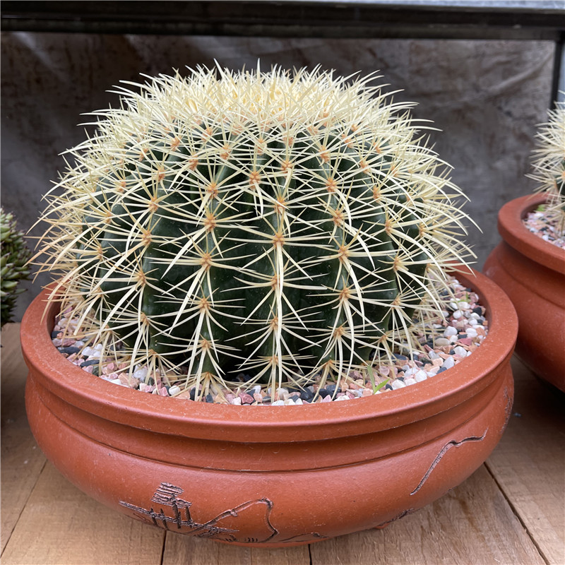NurseryNature Cactus Echinocactus Grusonii
