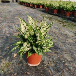 Green Plants Flower Aglaonema Wholesale