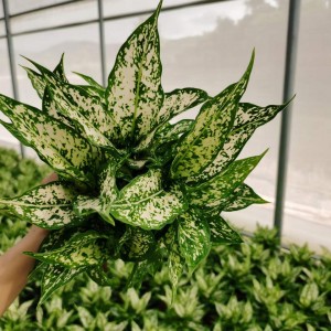 Green Plants Flower Aglaonema Wholesale