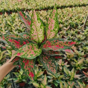 Red Plants Flower Aglaonema Wholesale
