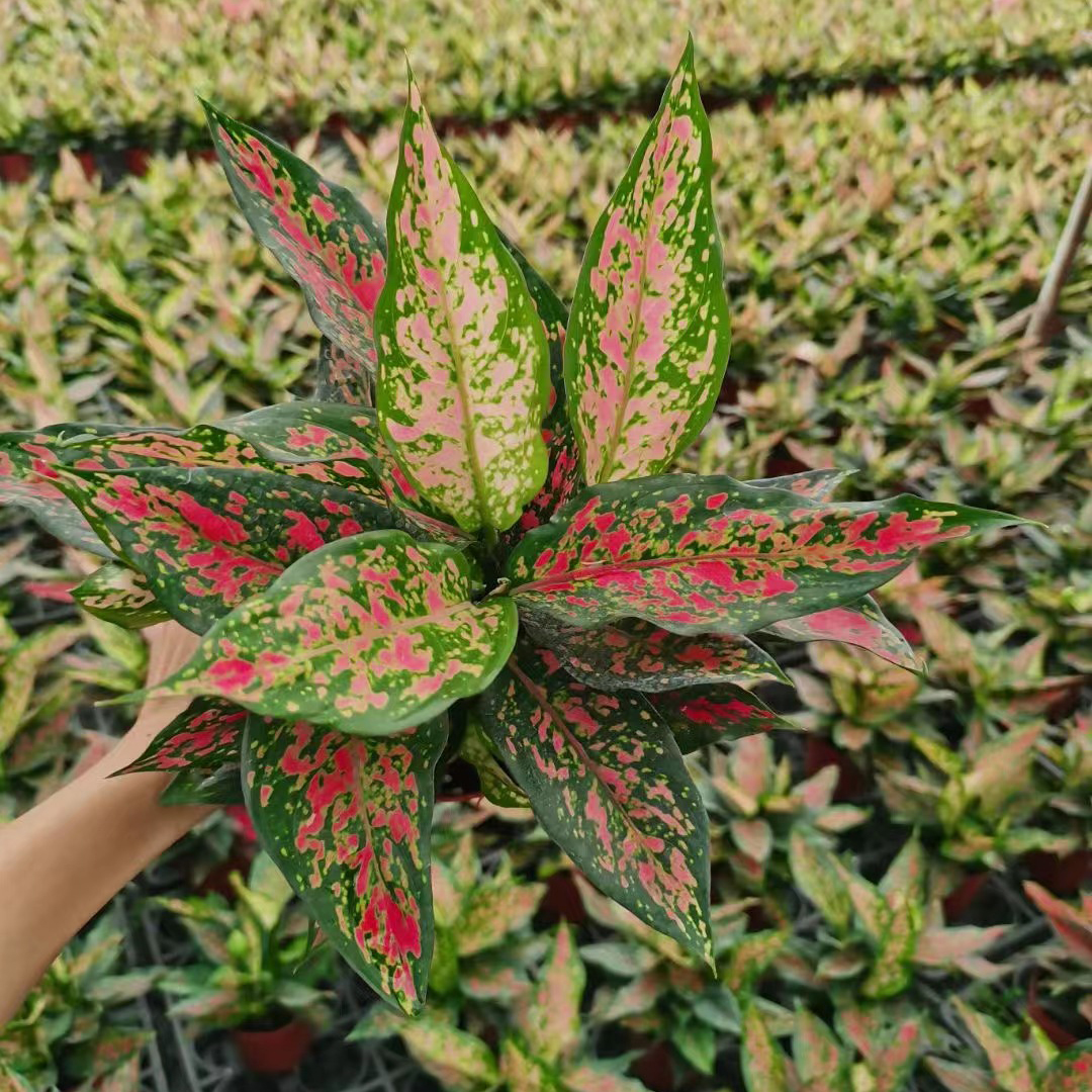 Red Plants Flower Aglaonema Wholesale Featured Image