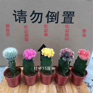Discount Price Types Of Ball Cactus - beautiful real plant moon cactus – HuaLong
