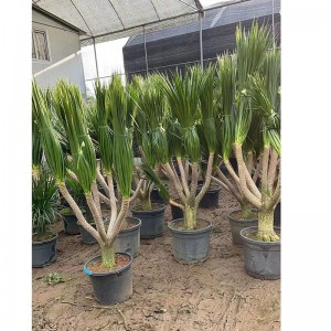 China dracaena plant for sale