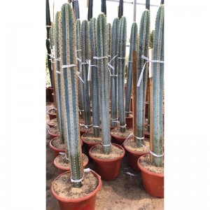 Discount Price Types Of Ball Cactus -  Edit blue columnar cactus Pilosocereus pachycladus – HuaLong