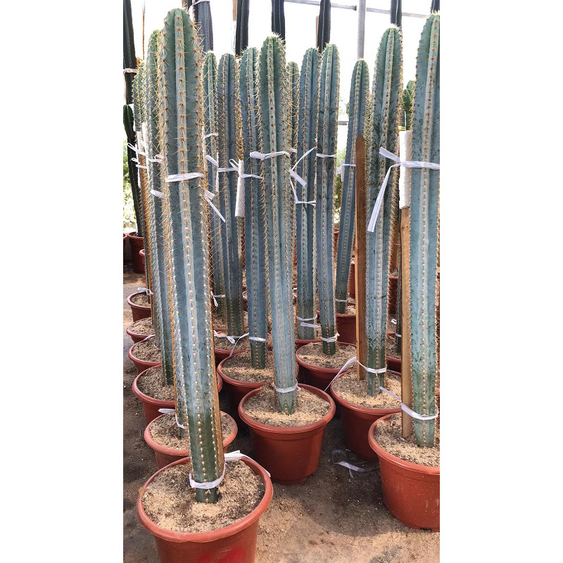 Edit blue columnar cactus Pilosocereus pachycladus Featured Image