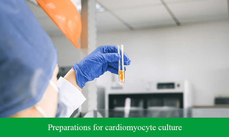 Preparations for cardiomyocyte culture