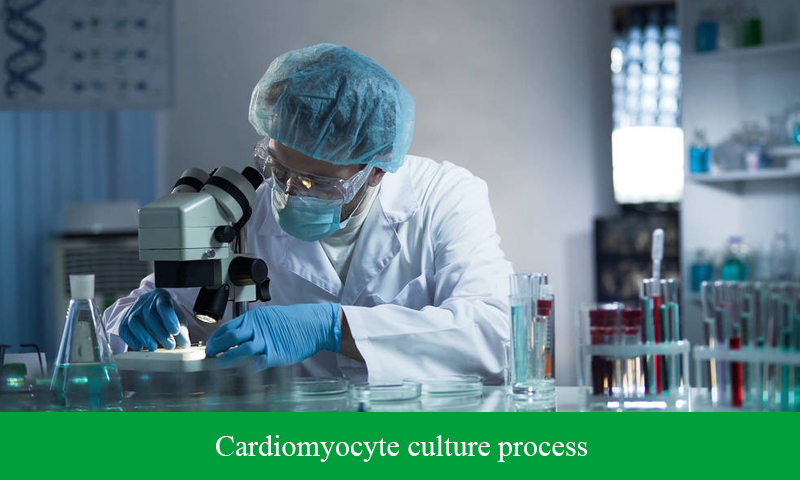 Cardiomyocyte culture process