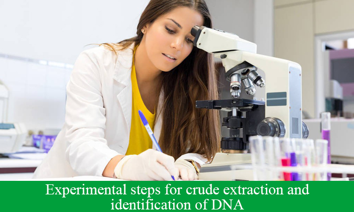 Experimental steps for crude extraction and identification of DNA
