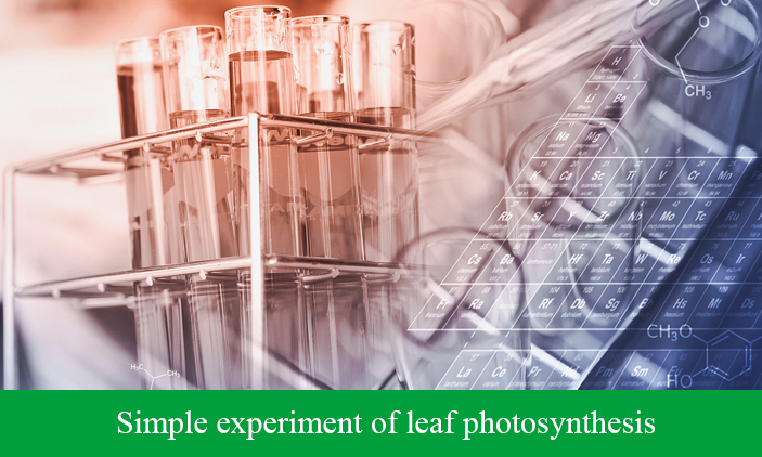 Simple experiment of leaf photosynthesis
