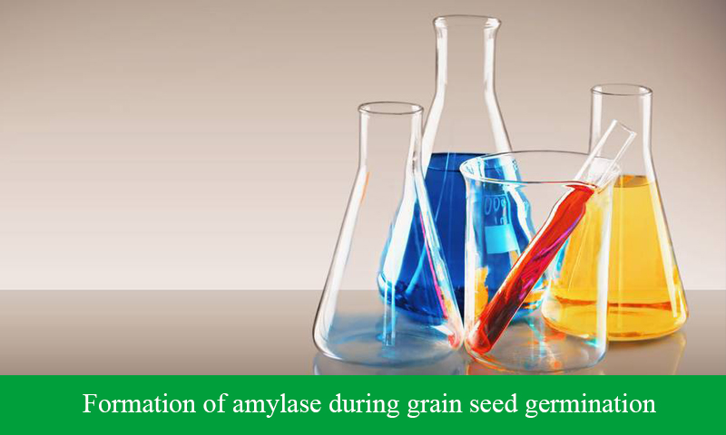 Formation of amylase during grain seed germination