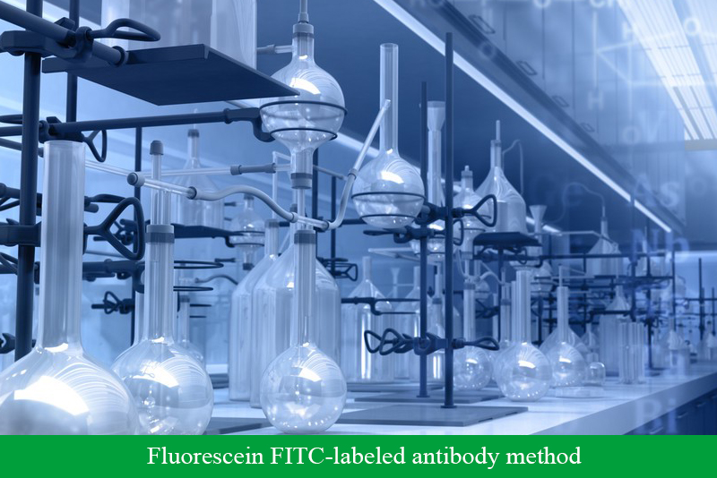 Fluorescein FITC-labeled antibody method