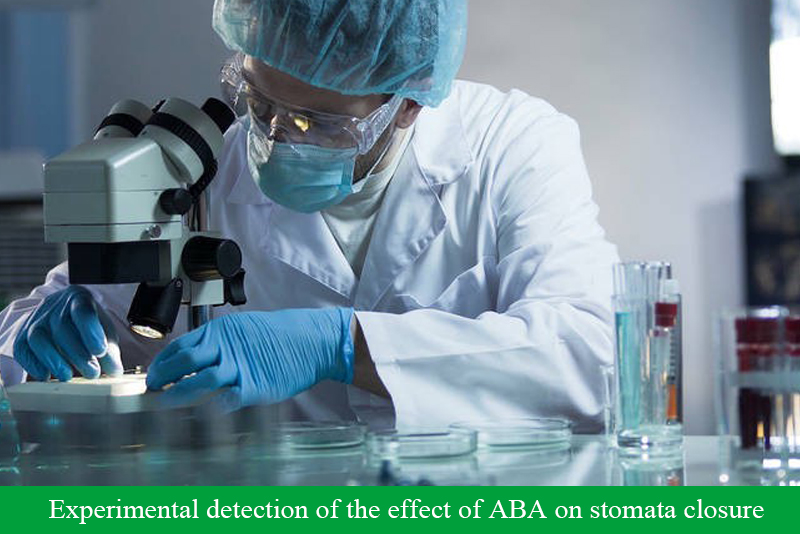 Experimental detection of the effect of ABA on stomata closure
